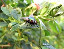 green fly on a bush close up