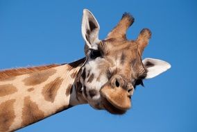 Giraffe Long Neck close-up