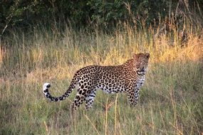beautiful and amazing Leopard