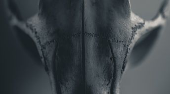 skull of a animal close up