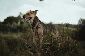 German Shepherd puppy on the meadow