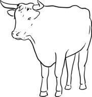 clipart of the cattle