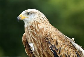 portrait of a bird of prey among nature