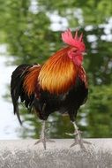 rooster with a bright color