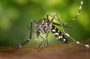 macro photo of Tiger Mosquito on skin