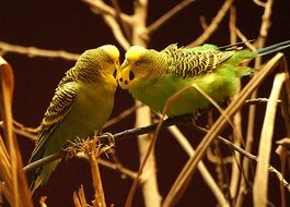 pair of budgies close up