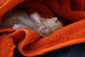 kitten in an orange towel