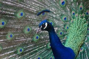 peacock with beautiful plumage