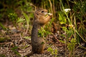 cute wild squirrel