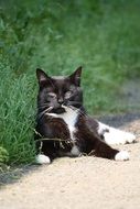 black and white cat on a green lawn