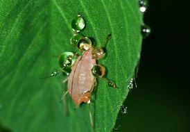 pink Aphid with Drops on leaf, macro