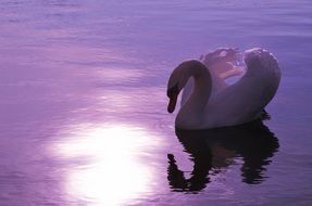 elegant white Swan Lake