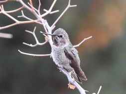 Hummingbird on a branch close-up on a blurred background