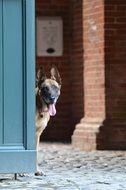 belgian shepherd dog near door portrait