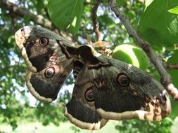 saturnia pyri, big night Butterfly on branch