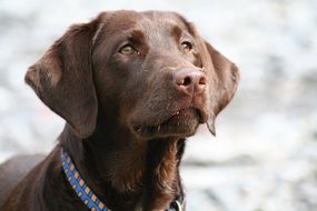 portrait of a brown Labrador