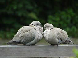 Bird Pigeons