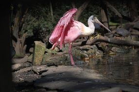 pink flamingo is a water bird