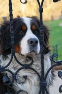 St. Bernard's dog