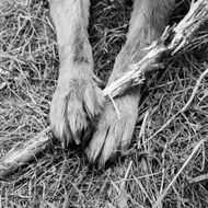 dog paws hold stick