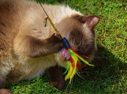 British Shorthair Cat Play with colorful stick