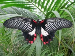 closeup view of wonderful butterfly in wildlife