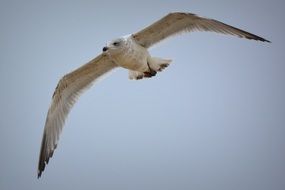 Seagull Bird Fly in sky