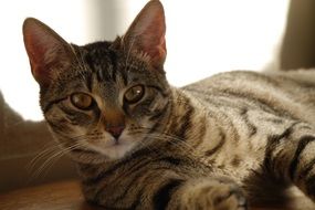 lazy domestic tabby cat
