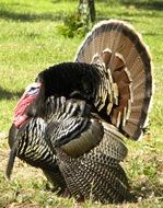 Turkey California Bird