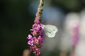 Beautiful White Butterfly on a flower close-up on a blurred background