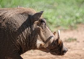 Warthog Animal safari close portrait