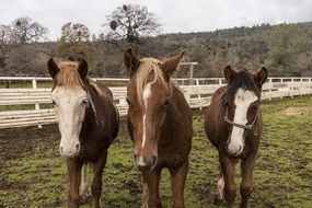 Three horses on a farm