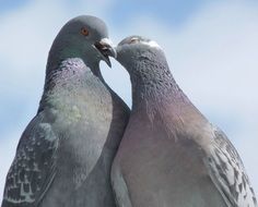 Love of the pigeons