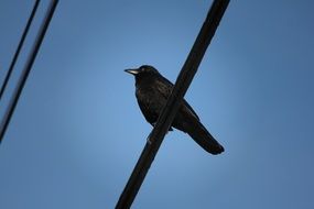 black crow on the power line