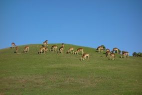 deers grazing in the grassland