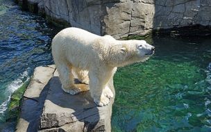 polar bear near the water in captivity