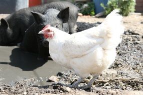 White chicken near a cute boar on a farm