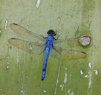 Dragonfly Blue macro close-up