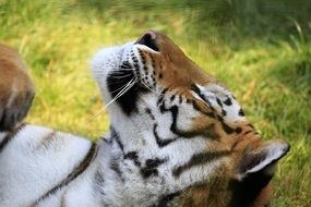 deliciously beautiful Tiger Head