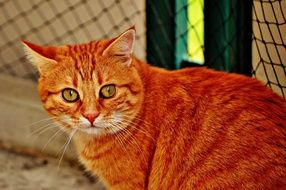 sitting red mackerel tabby cat