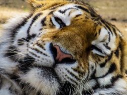 portrait of sleeping tiger