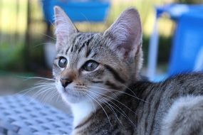 perfect beautiful baby Cat