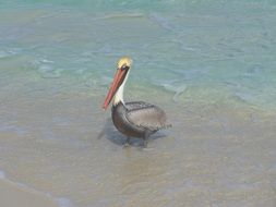 Cute and colorful pelikan bird in the water on the sandy beach