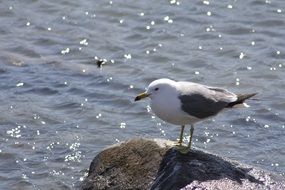 pleasing Seagull Sea Birds