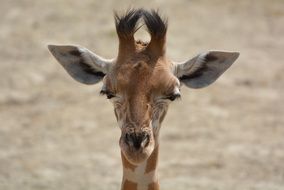 portrait of a young funny giraffe