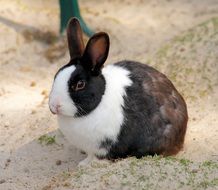 Small Hare