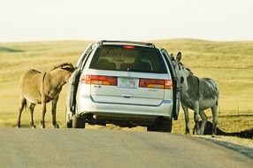 donkeys near the car on the road among the fields