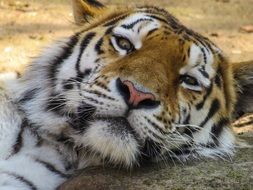 relaxing tiger in a zoo