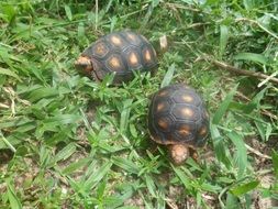 turtles on green grass