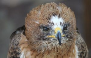 Booted Eagle raptor close